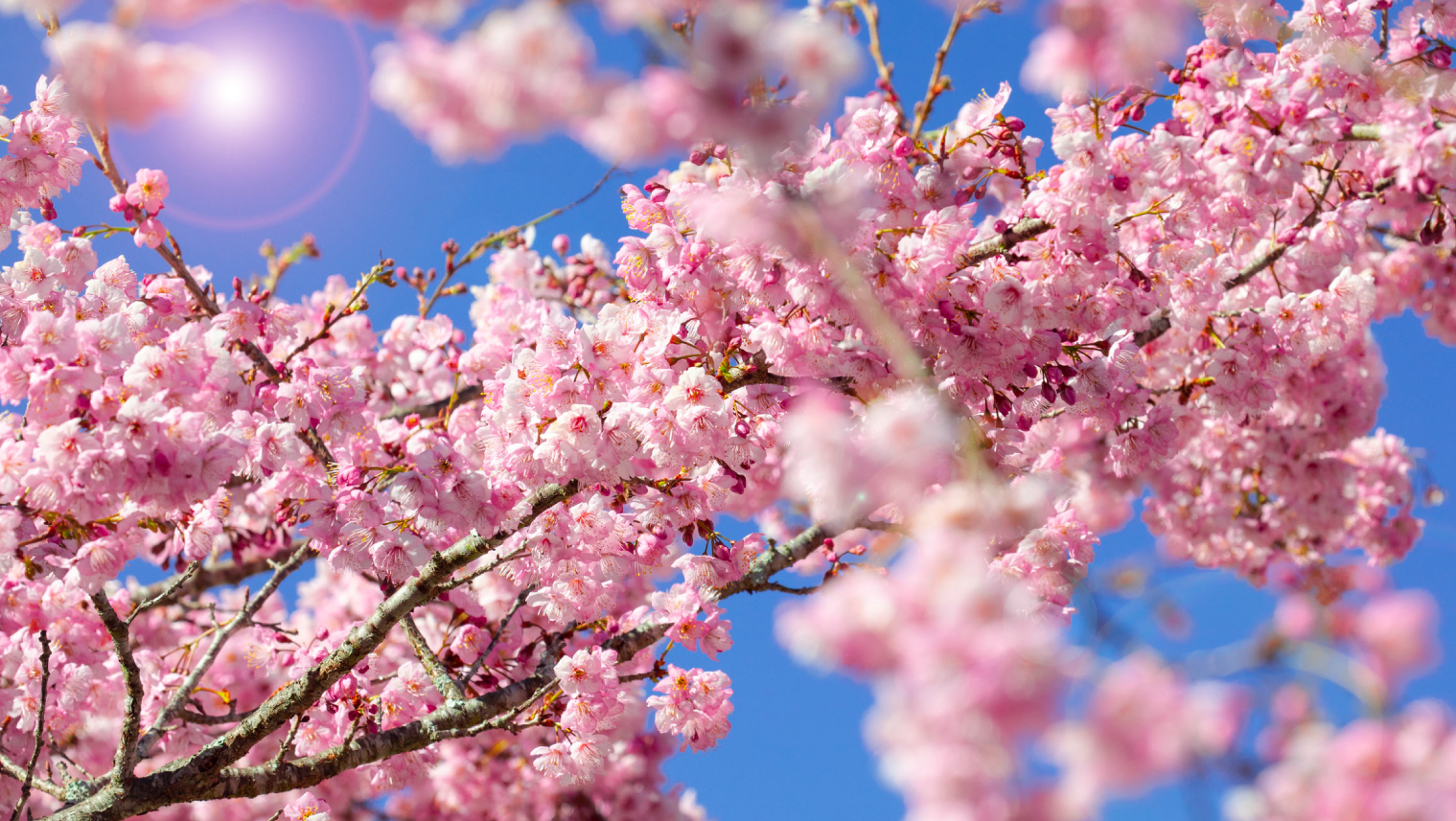 春意盎然啟動夢想之旅